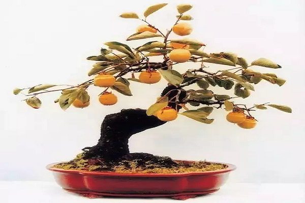 家里種這5種果樹盆栽，風水好上加好！