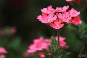 美女櫻怎么施肥，這樣施肥輕松長(zhǎng)成一片！