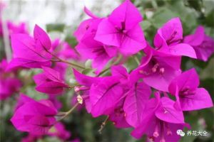 簡(jiǎn)單學(xué)幾招，你家的三角梅也能長(zhǎng)成瀑布，開成花海！