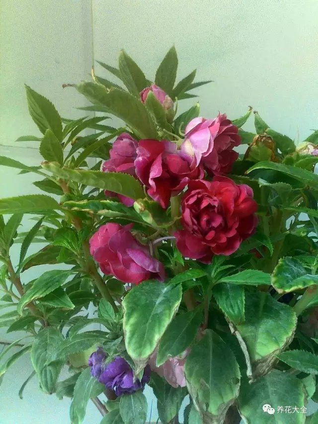 鳳仙花