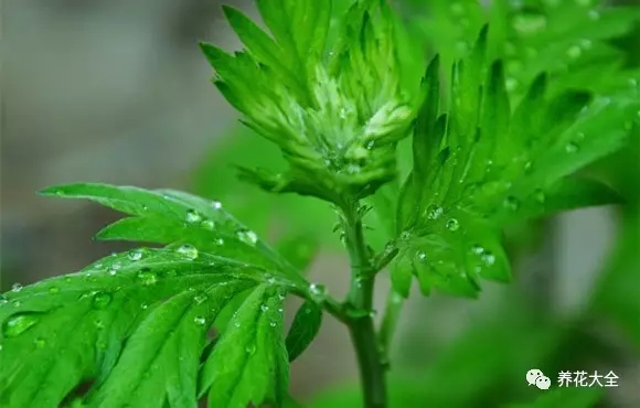 艾草