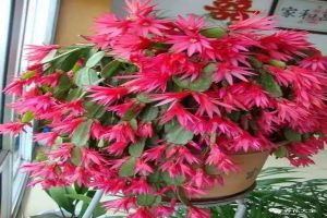 養(yǎng)花人最愛的3種黃金土，用它們養(yǎng)花，再也不施肥！
