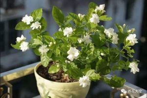 發(fā)財樹吊蘭的根白花花的又多又壯，葉子綠油油，咋養(yǎng)的？