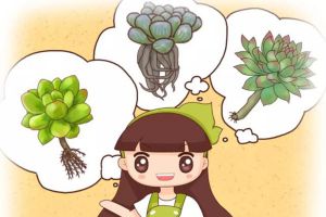 爛根的多肉君子蘭，隨手扔水里，竟然長瘋了！