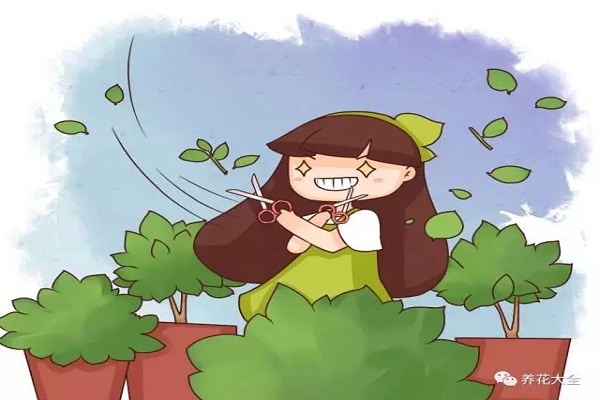 不會剪？不敢剪？怪不得你的花越長越殘！