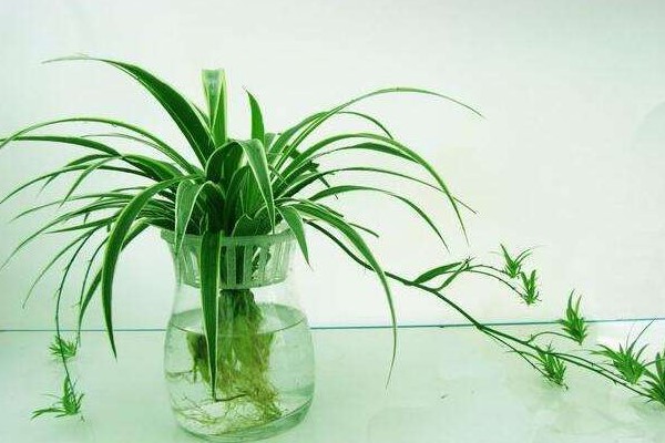 家里水培的植物總“爛根”，不知道原因？其實怪在“營養(yǎng)液”