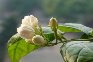 茉莉花葉子發(fā)黑怎么回事？ 黑葉枯萎的原因及補救辦法
