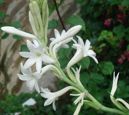 夜來(lái)香花