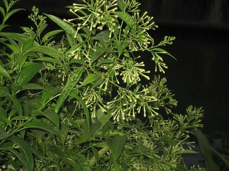夜來(lái)香