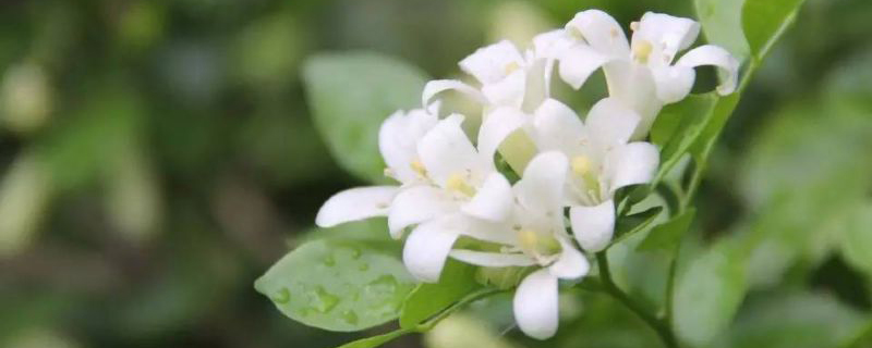 夜來(lái)香怎么澆水，這樣澆植株長(zhǎng)勢(shì)超好！