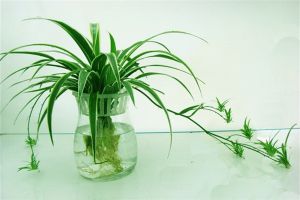 水培花卉這樣做，保證黃葉不出現(xiàn)！