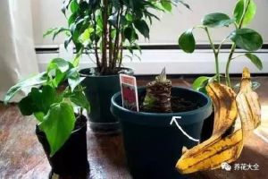 果皮比花肥還好使，放一點(diǎn)葉子不發(fā)黃，開花壓彎枝