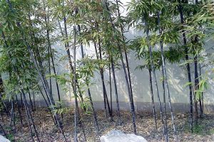 紫竹的葉子發(fā)黃怎么辦？找到原因很關(guān)鍵！