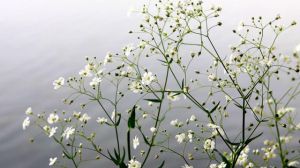 滿天星爛根怎么辦 爛根了補(bǔ)救處理方法