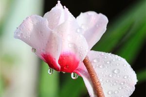 仙客來掉葉子怎么辦 黃葉枯萎的原因及補(bǔ)救辦法
