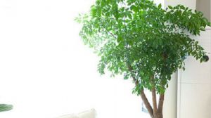 富貴樹(shù)葉子發(fā)黃怎么辦 黃葉枯萎的原因及補(bǔ)救辦法