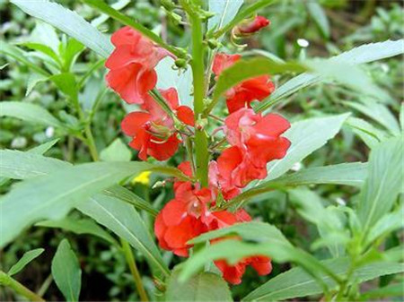 紅色鳳仙花