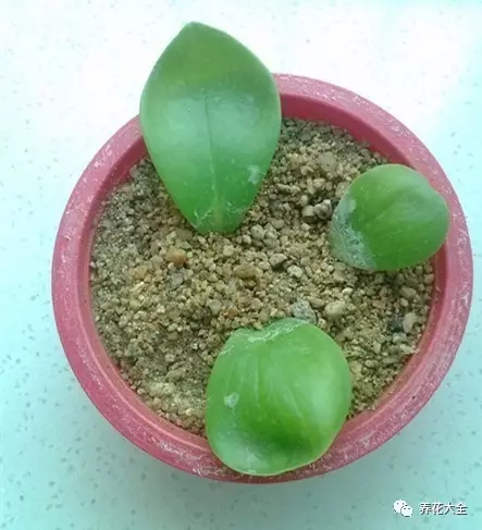 豆瓣綠