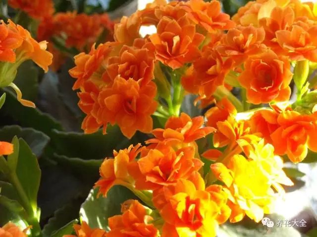 長壽花