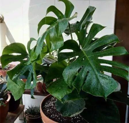  龜背竹