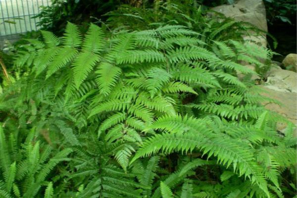 蕨類植物黃葉、爛根怎么辦
