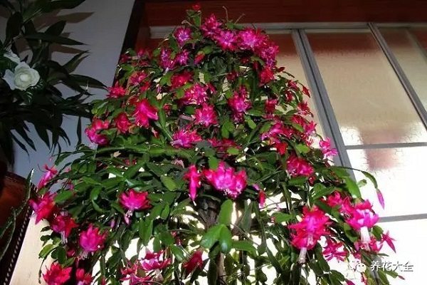 蟹爪蘭到開花季了，這樣養(yǎng)護(hù)讓它開成一面瀑布