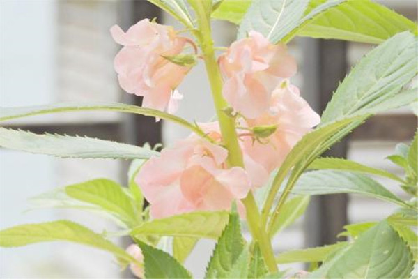 鳳仙花夏季如何養(yǎng)護？