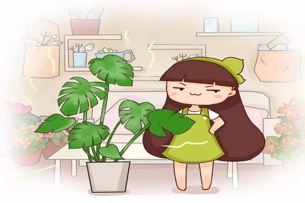 殺菌消毒去甲醛，就得靠這10種花！
