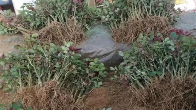 花爛根必死，丟點這個到盆里，立馬起死回生！