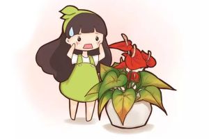 紅掌葉片發(fā)黃長斑，教你一招馬上綠油油