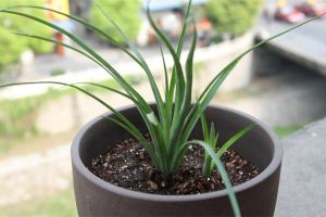 垂花水塔花葉尖枯焦、根莖腐爛怎么辦
