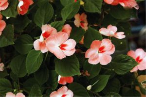 鳳仙花怎么安全過冬，這樣做輕松又健康！