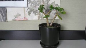 玉樹爛根怎么辦 爛根了補(bǔ)救處理方法