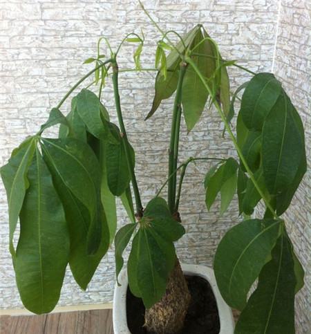 發(fā)財樹葉子下垂是因為失水