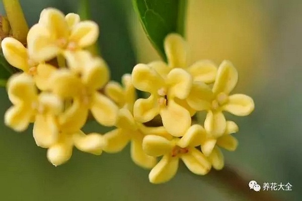 8月桂花飄香，還不趕緊采點(diǎn)兒，回去做好吃的！