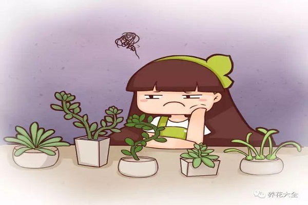 花老躥個不開花，教你4招，分分鐘美回來！
