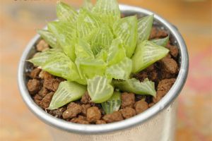 水晶掌葉子出了問題怎么辦 葉子顏色暗淡枯萎的原因及補(bǔ)救辦法