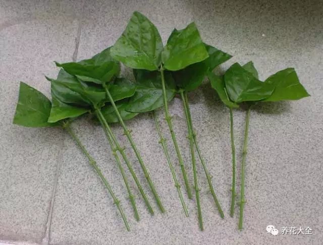 枝條