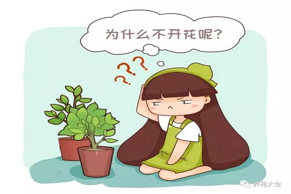 給茉莉剪幾刀，填點兒料，1年能開5波花！