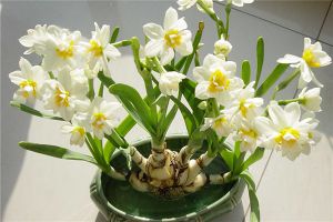球根腐爛、凍傷怎么辦？ 爛根了補(bǔ)救處理方法