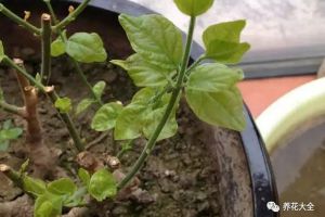 揭秘梔子、茉莉黃葉原因，四季常綠不是夢！