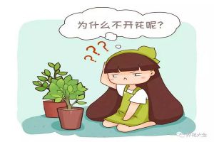 給茉莉剪幾刀，填點(diǎn)兒料，1年能開5波花！