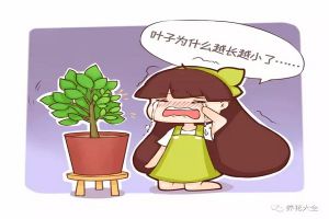 綠蘿吊蘭…葉子越來(lái)越薄，咋回事？