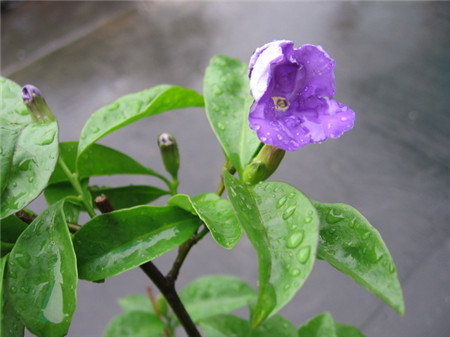 雙色茉莉的葉子發(fā)黃：澆水不當