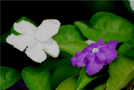 雙色茉莉的葉子發(fā)黃：施肥不當