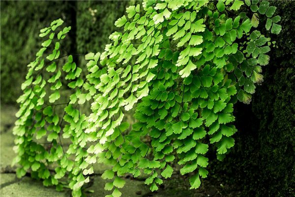 鐵線蕨冬天怎么養(yǎng)？