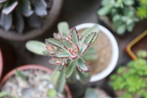 月兔耳爛根怎么辦 爛根了補(bǔ)救處理方法