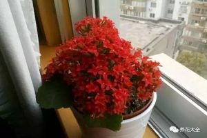 家里的花千萬別擺這兒，小心破財(cái)招禍！