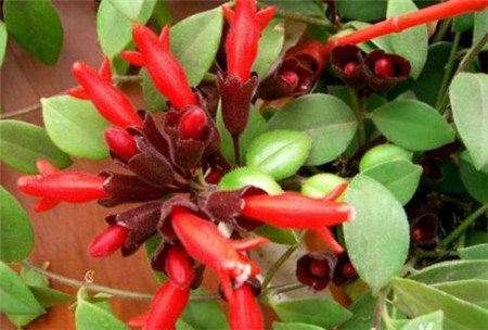 口紅吊蘭盛開(kāi)
