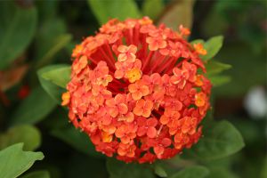 仙丹花不開花，落葉，爛根了怎么辦